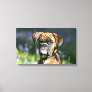 Toile Headshot de chien de boxeur