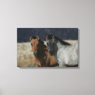 Toile Headshot de poulain de mustang