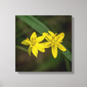 Toile Herbe aux étoiles jaunes fleur sauvage