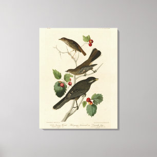 Toile Hermite Thrush, Grey Jay Audubon's Birds of Americ