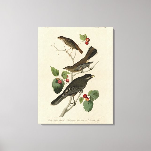 Toile Hermite Thrush, Grey Jay Audubon's Birds of Americ (Recto)