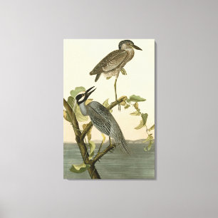 Toile Héron à tête jaune d'Audubon Birds of America