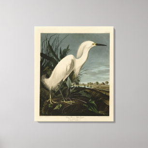 Toile Héron de neige (Egret) - Les oiseaux d'Amérique d'