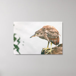 Toile Heron juvénile