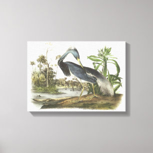 Toile Héron tricolore par Audubon
