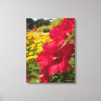 Hibiscus rouge