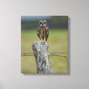 Toile Hibou hawaïen Brown se reposant sur un courrier d