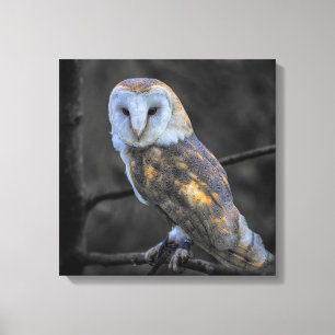 Toile Hibou : Photographie couleur sélective