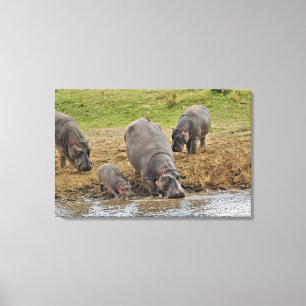 Toile Hippopotame, Hippopotamus amphibius, Serengeti
