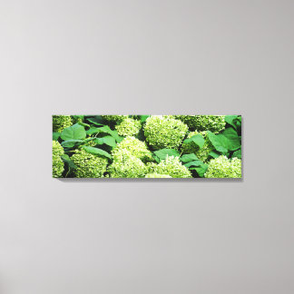 Toile Hirangée verte