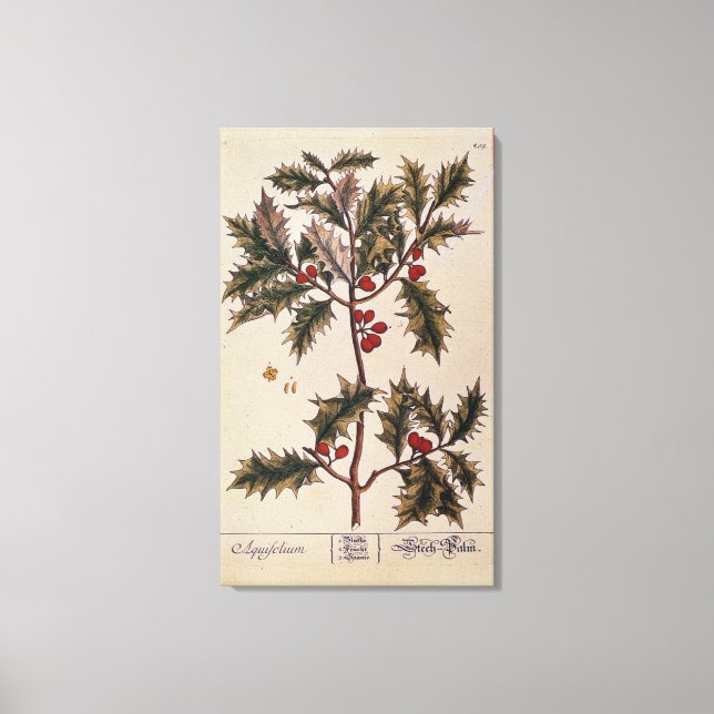 Toile Holly de 'A Curious Herbal', 1782 (Recto)