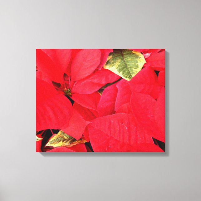 Toile Holly Point Poinsettias vacances Floral (Recto)