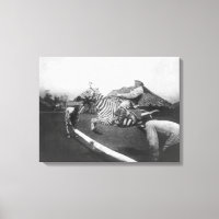 Homme à cheval Zebra Saut de clôture Photographie