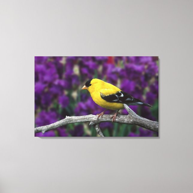 Toile Homme, Américain Goldfinch en plumage d'été, (Recto)