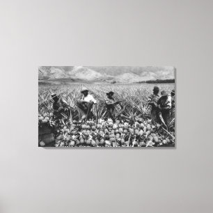Toile Hommes noirs cueillant l'ananas à la récolte -