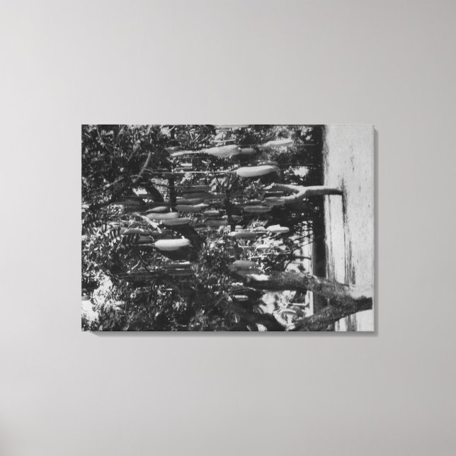 Toile Honolulu, HI - Université d'Hawaii (Recto)