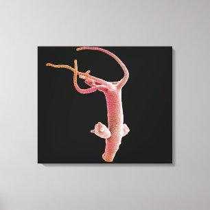 Toile Hydra Littoralis