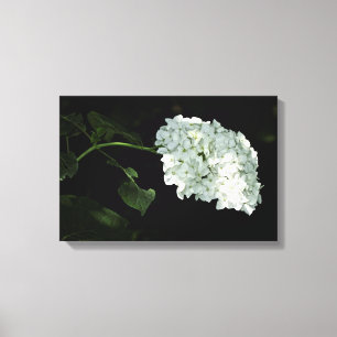 Toile Hydrangea Boule de Neige Blanche - Annabelle
