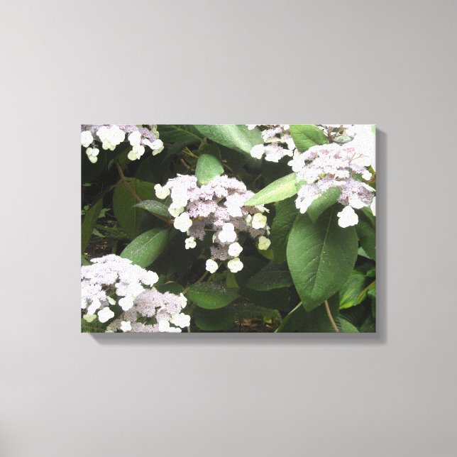 Toile Hydrangeas délicates (Recto)