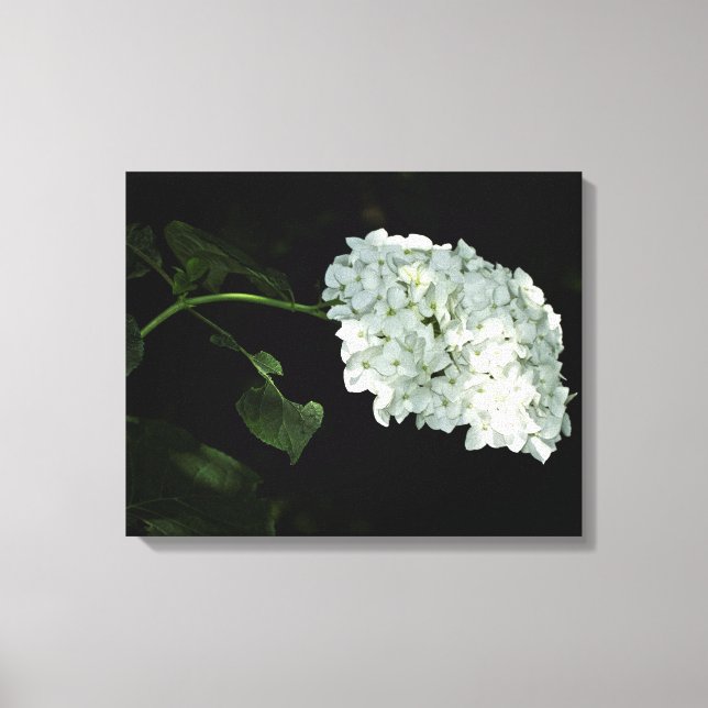 Toile Hydrangée de snowball blanc - Annabelle (Recto)