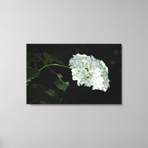 Toile Hydrangée de snowball blanc - Annabelle