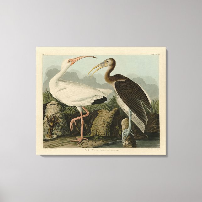 Toile Ibis blanc - Les oiseaux d'Amérique de John James  (Recto)