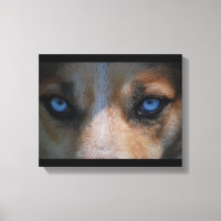 Icy Blue Canine Eyes
