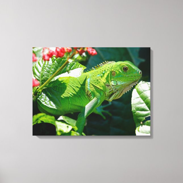 Toile Iguana (Recto)