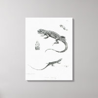 Iguana à coque