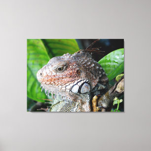 Toile Iguane vert dans la forêt tropicale