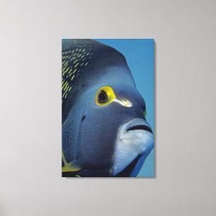 Toile Îles Caïmans, Poisson ange français Pomacanthus