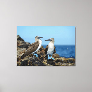 Toile Îles Galapagos, île Isabela