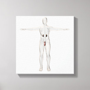 Toile illustration 3D de l'appareil reproducteur