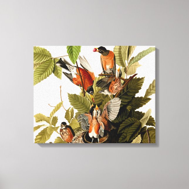 Toile Illustration Audubon American Robin Wildlife Bird (Recto)