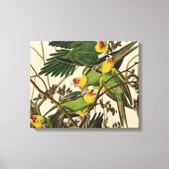 Toile Illustration Audubon Carolina Parrot Bird (Recto)