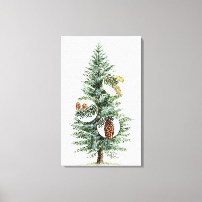 Toile Illustration de l'arbre conifère avec cônes 2 (Recto)