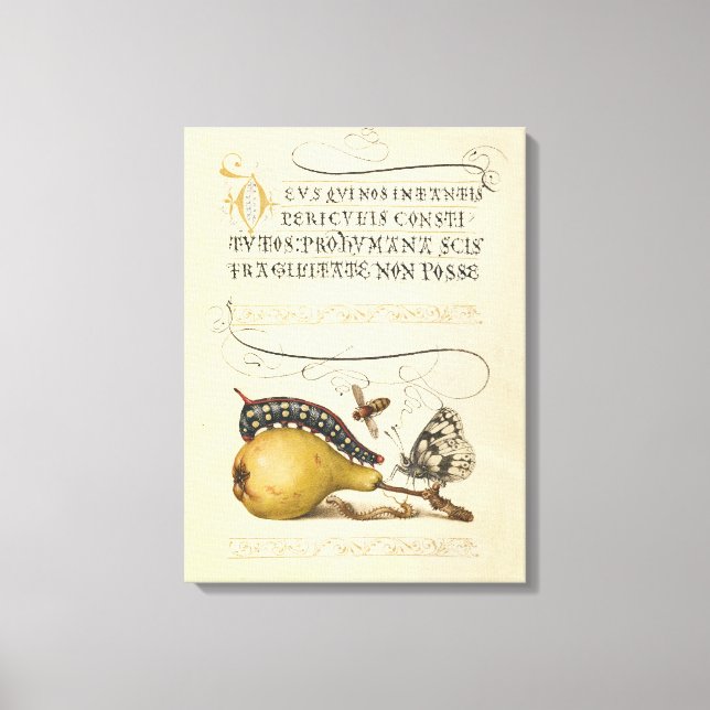 Toile Illustration de l'insecte du fruit du papillon (Recto)