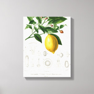 Toile Illustration du Limonium botanique de fruits d'agr