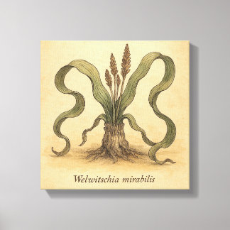 Toile Illustration du mur de Welwitschia, Plante du dése