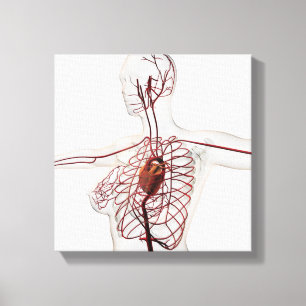 Toile Illustration Médicale d'appareil circulatoire