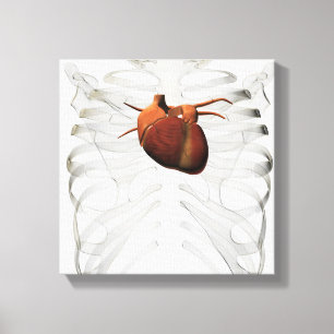 Toile Illustration Médicale De La Cage Du Coeur Et De La