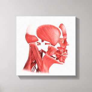 Toile Illustration Médicale Des Muscles Faciaux Hommes 2