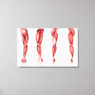 Toile Illustration Médicale des muscles humains de bras