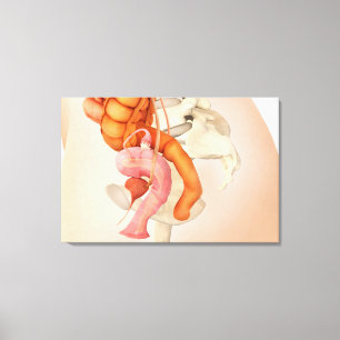 Toile Illustration Médicale Des Organes Génitaux Féminin