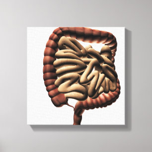 Toile Illustration Médicale du gros intestin