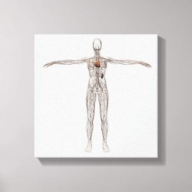 Toile Illustration Médicale Du Système Lymphatique Fémin (Recto)