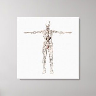 Toile Illustration Médicale Du Système Lymphatique Homme