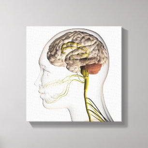Toile Illustration Médicale du système nerveux humain 