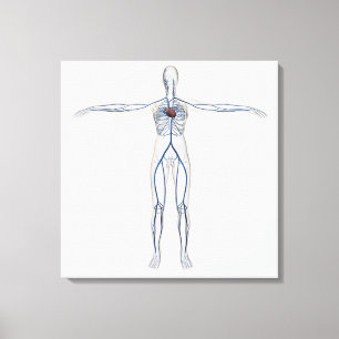 Toile Illustration Médicale : Système circulatoire fémin