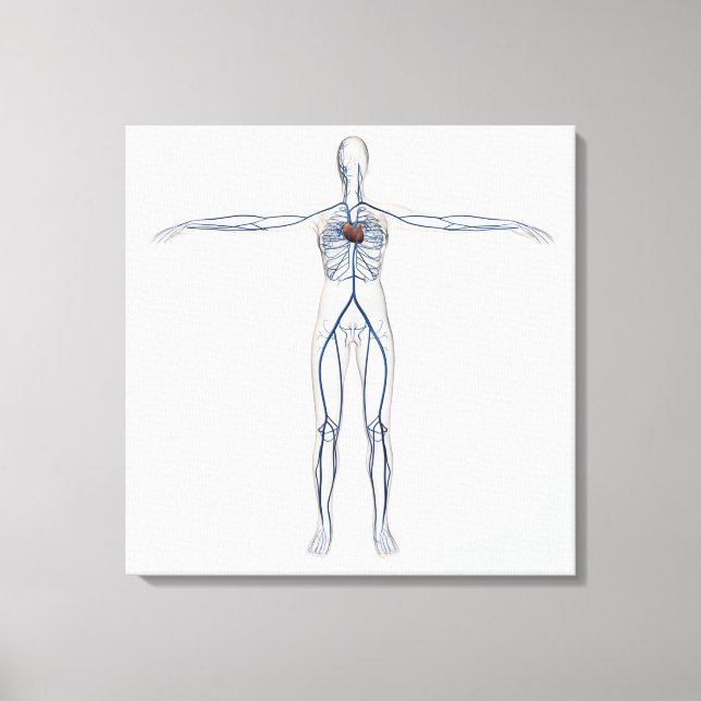 Toile Illustration Médicale : Système circulatoire fémin (Recto)
